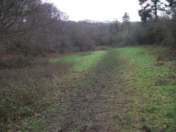 Bluebell Woods