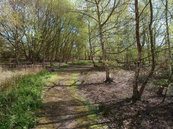 Hersey Nature Reserve Woodland