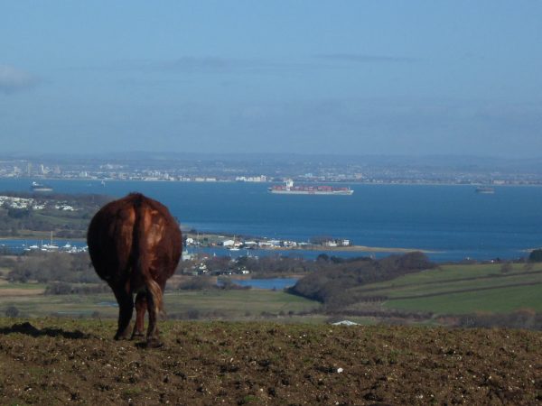 The Solent Cows Backside